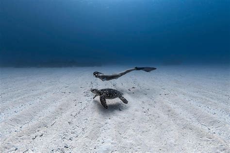 apnée philippines|Cours D'Apnée Aux Philippines » Conservation Freediving.